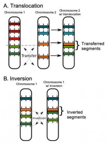 Mutations Vcu Biol Introduction To Biological Sciences Ii