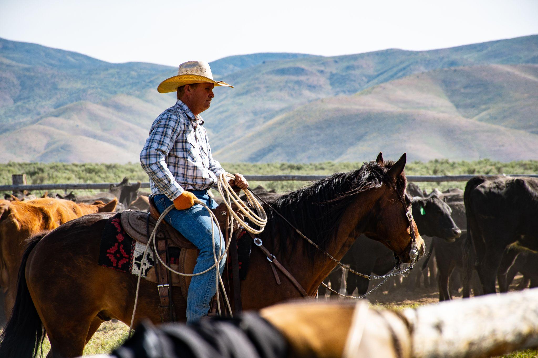 Cowboy riding a horse and carrying a lasso amid a penned-in herd of horses.