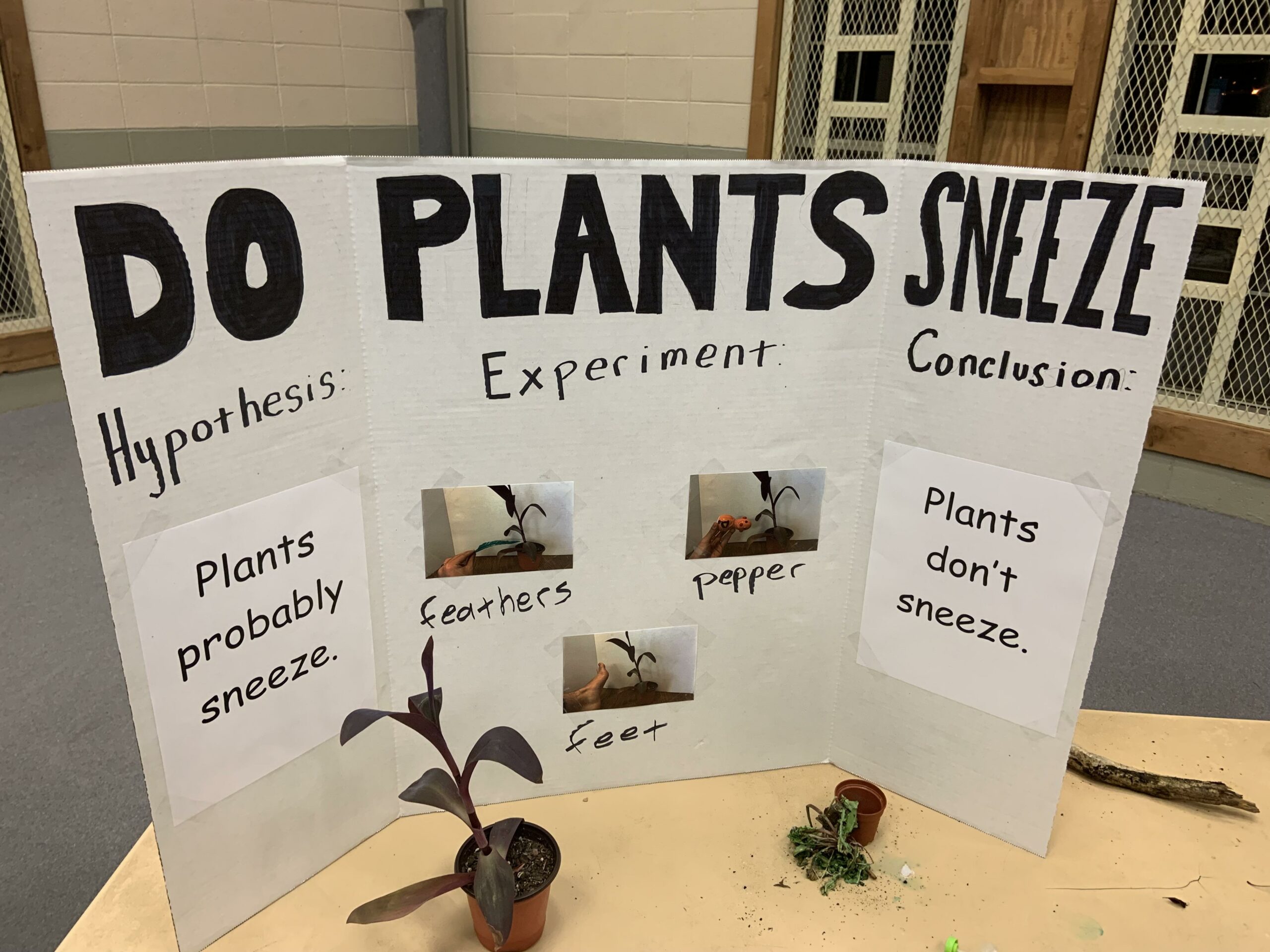 Poster board for a school science fair that asks the research question, “Do plants sneeze?”