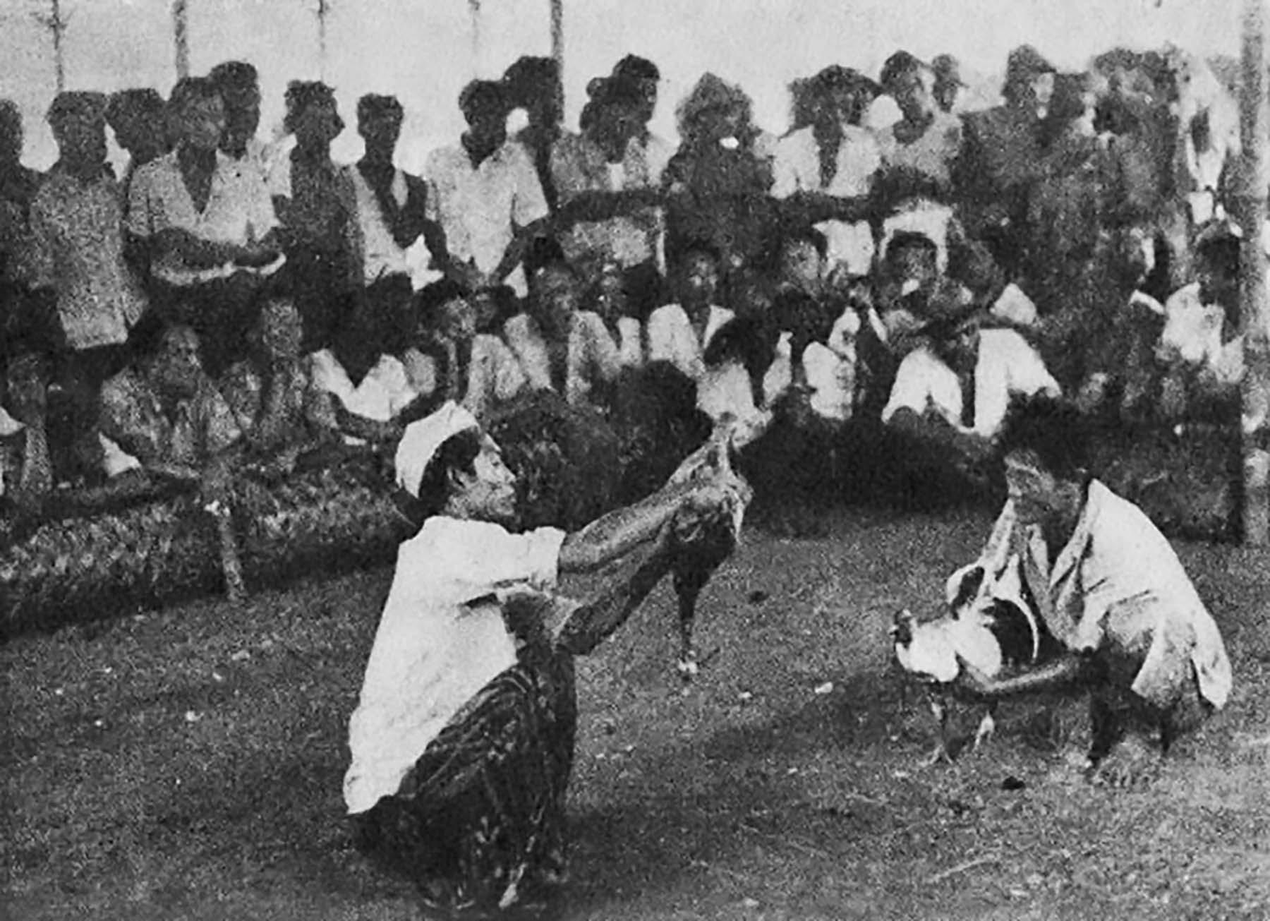 Black-and-white photo of two Indonesian men within a cockfighting ring readying their animals for combat.