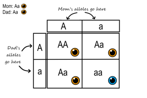 Punnett square diagram showing the genetic cross between two parents with heterozygous genotypes for eye color (Aa x Aa). The grid displays four possible combinations: one AA (homozygous dominant), two Aa (heterozygous), and one aa (homozygous recessive). This results in a 75% chance of brown-eyed offspring (AA or Aa) and a 25% chance of blue-eyed offspring (aa).