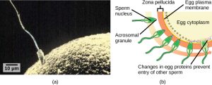 A diagram with two images. On the left is an image of a sperm fertilizing an egg. On the right is a figure depicting the components of a sperm (spec nucleus and acrosomal granule) and the steps of how it penetrates the zona pellucide (the egg plasma membrane).