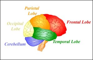 Diagram of the human brain viewed from the side, labeling the four main lobes and the cerebellum. The frontal lobe is located at the front of the brain. The parietal lobe sits behind the frontal lobe. The temporal lobe is located beneath the frontal and parietal lobes, near the ears. The occipital lobe is at the back of the brain. The cerebellum is shown below the occipital lobe, near the base of the skull.