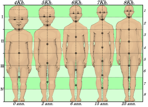 A visual timeline illustrating human body proportion changes from infancy to adulthood. The image shows five human figures at different life stages: infant, toddler, child, adolescent, and adult. Each figure highlights changes in head-to-body ratio, limb length, and torso size. The infant has a large head compared to the body, while the adult figure shows more balanced proportions.