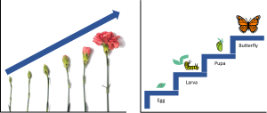 Illustration comparing two types of biological development: on the left, a flower undergoes continuous development, gradually transitioning from a bud to a fully bloomed flower in a smooth, uninterrupted sequence; on the right, a butterfly undergoes discontinuous development, shown in distinct stages—egg, caterpillar, chrysalis, and adult butterfly—highlighting abrupt morphological changes between phases.
