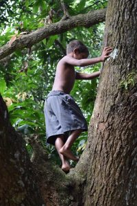 An image of a child who has climbed into a tree.