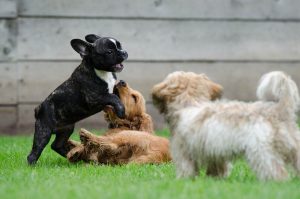 Three puppies playing