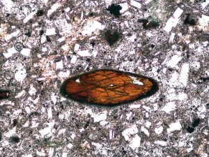 Figure 2.6.13. Hornblende in plane polarized light, 40x total magnification.