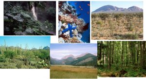 Photographs showing the variation in plant structure in a variety of different habitats.