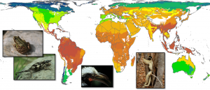 World map showing the global pattern of terrestrial vertebrate diversity. The high diversity values are shown in red near the tropics and the lowest values are shown in blue near the poles.