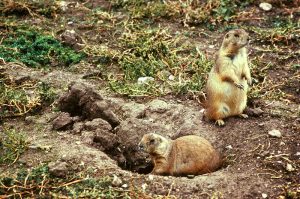 Picture of groundhogs