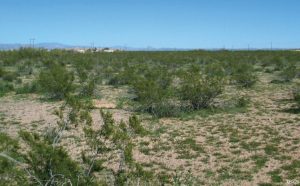 Image showing the spatial distribution of creosote bushes.