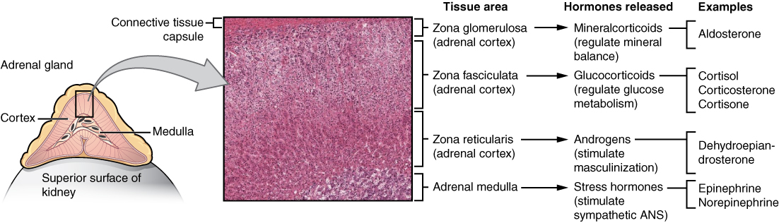 This diagram shows the left adrenal gland located atop the left kidney. The gland is composed of an outer cortex and an inner medulla all surrounded by a connective tissue capsule. The cortex can be subdivided into additional zones, all of which produce different types of hormones. The outermost layer is the zona glomerulosa, which releases mineralcorticoids, such as aldosterone, that regulate mineral balance. Underneath this layer is the zona fasciculate, which releases glucocorticoids, such as cortisol, corticosterone and cortisone, that regulate glucose metabolism. Underneath this layer is the zona reticularis, which releases androgens, such as dehydroepiandrosterone, that stimulate masculinization. Below this layer is the adrenal medulla, which releases stress hormones, such as epinephrine and norepinephrine, that stimulate the sympathetic ANS.