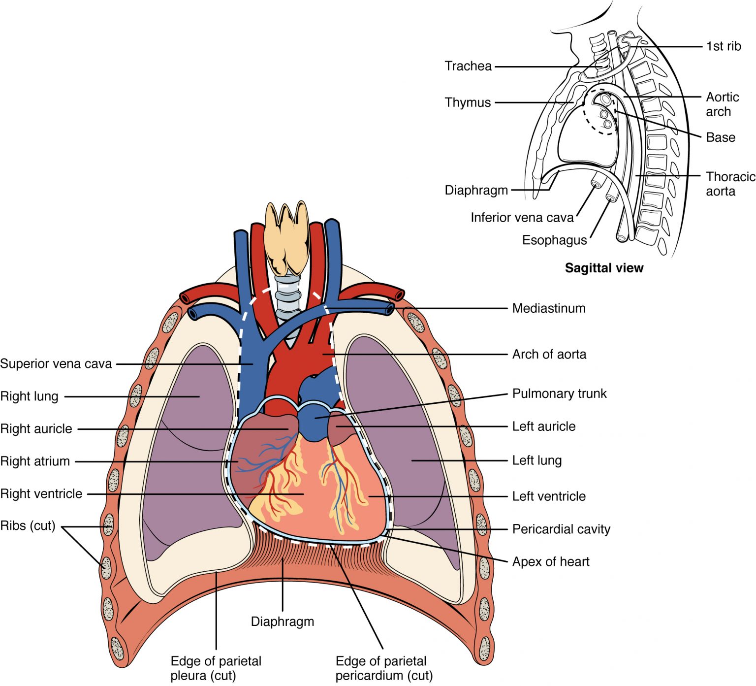 Chapter 19 The Cardiovascular System: The Heart – Anatomy and ...