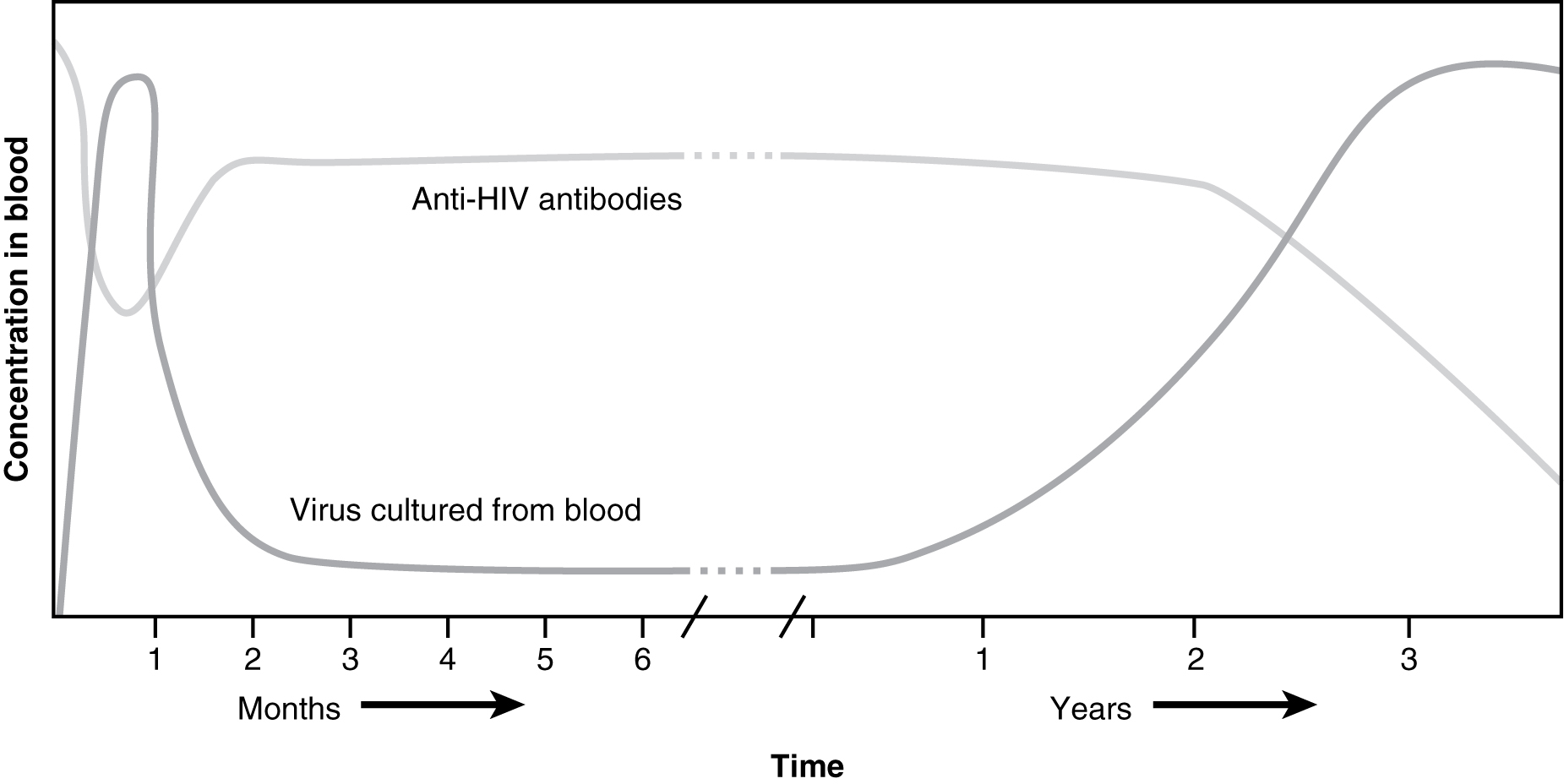 This graph shows the concentration of HIV viral particles in blood over time in years.