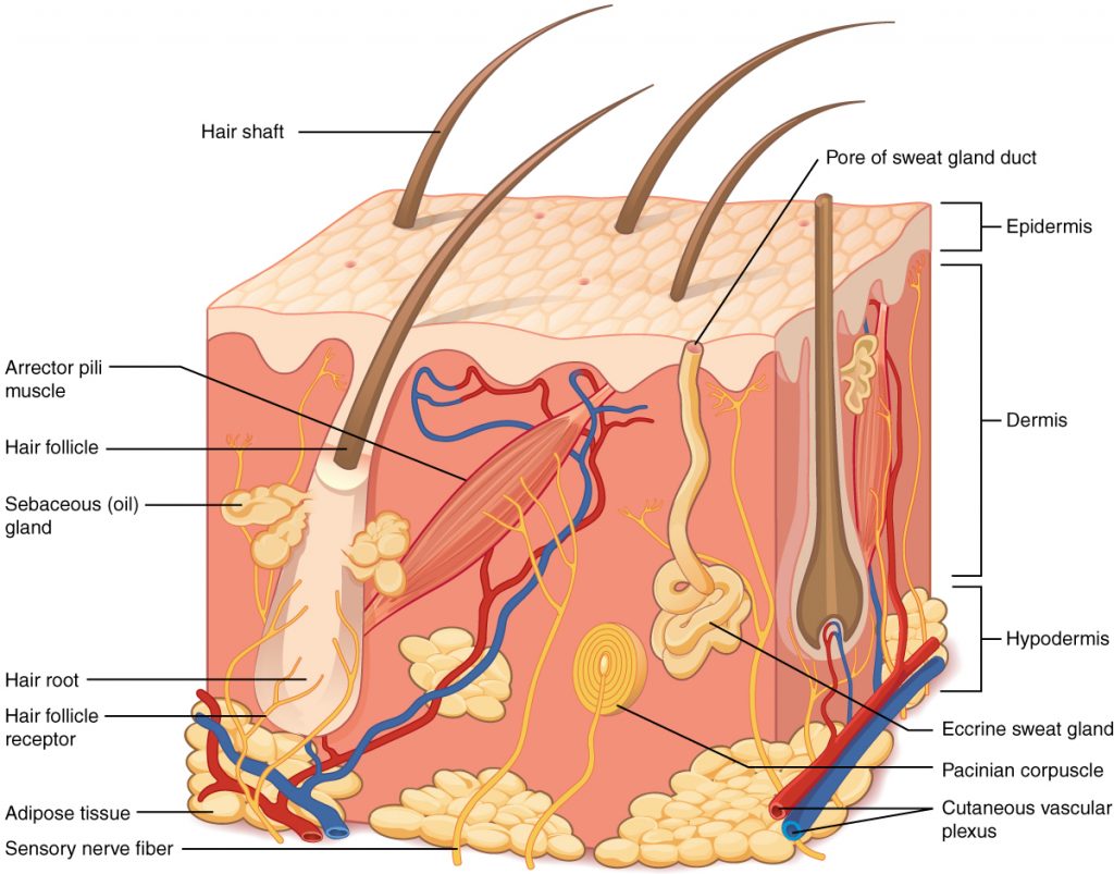 Drawing of skin to show layers and main structures