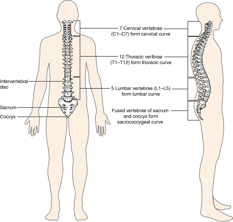 axial skeleton vertebrae