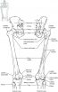 Chapter 8 The Appendicular Skeleton – Anatomy and Physiology Laboratory ...