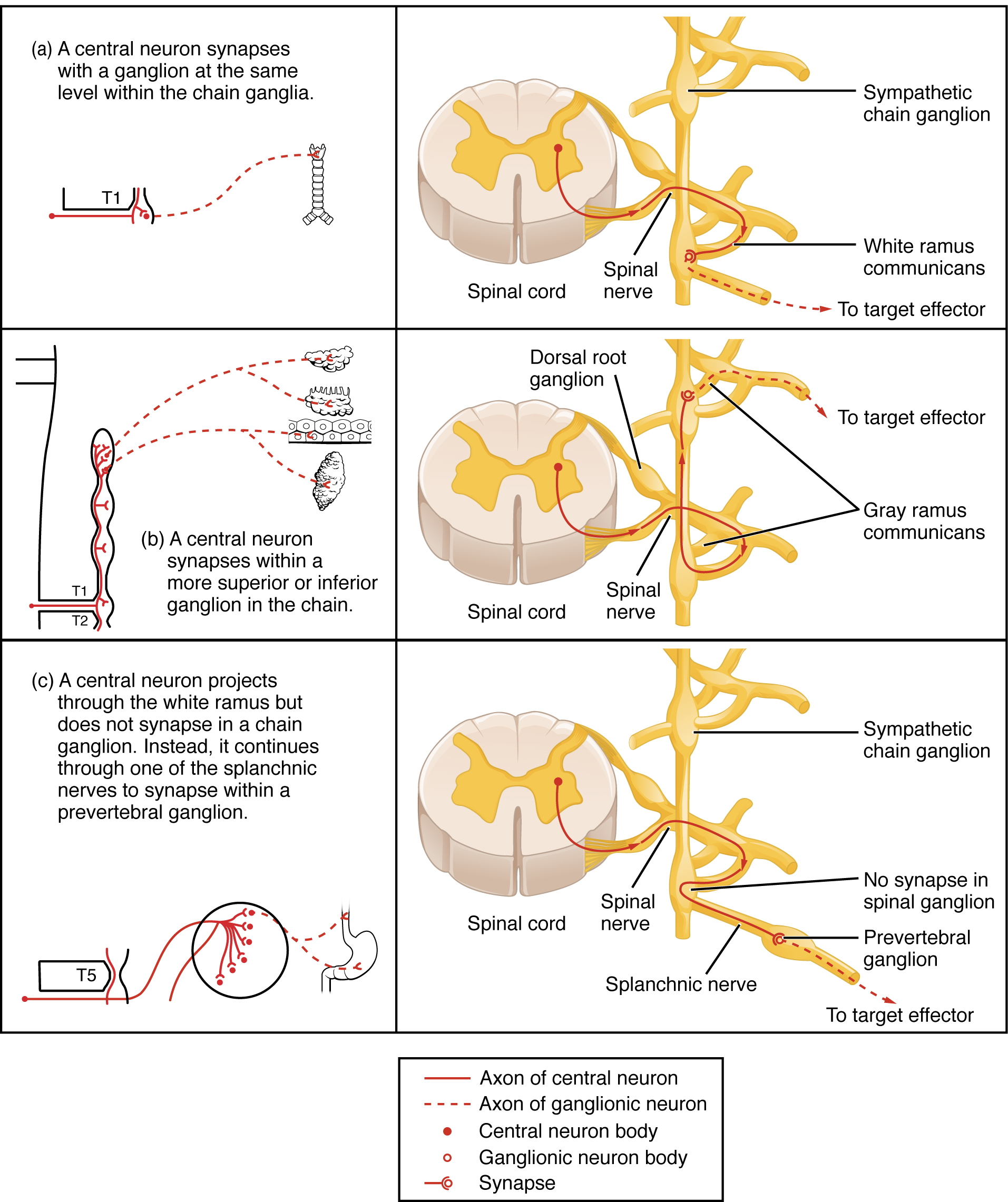 This table shows the connections between the spinal cord and the ganglia. The top panel shows the connection between a central neuron and a chain ganglion at the same lever. The center panel shows the connection between a central neuron and a synapse with a superior or inferior ganglion. The bottom panel shows the projection of a central neuron into the white ramus.