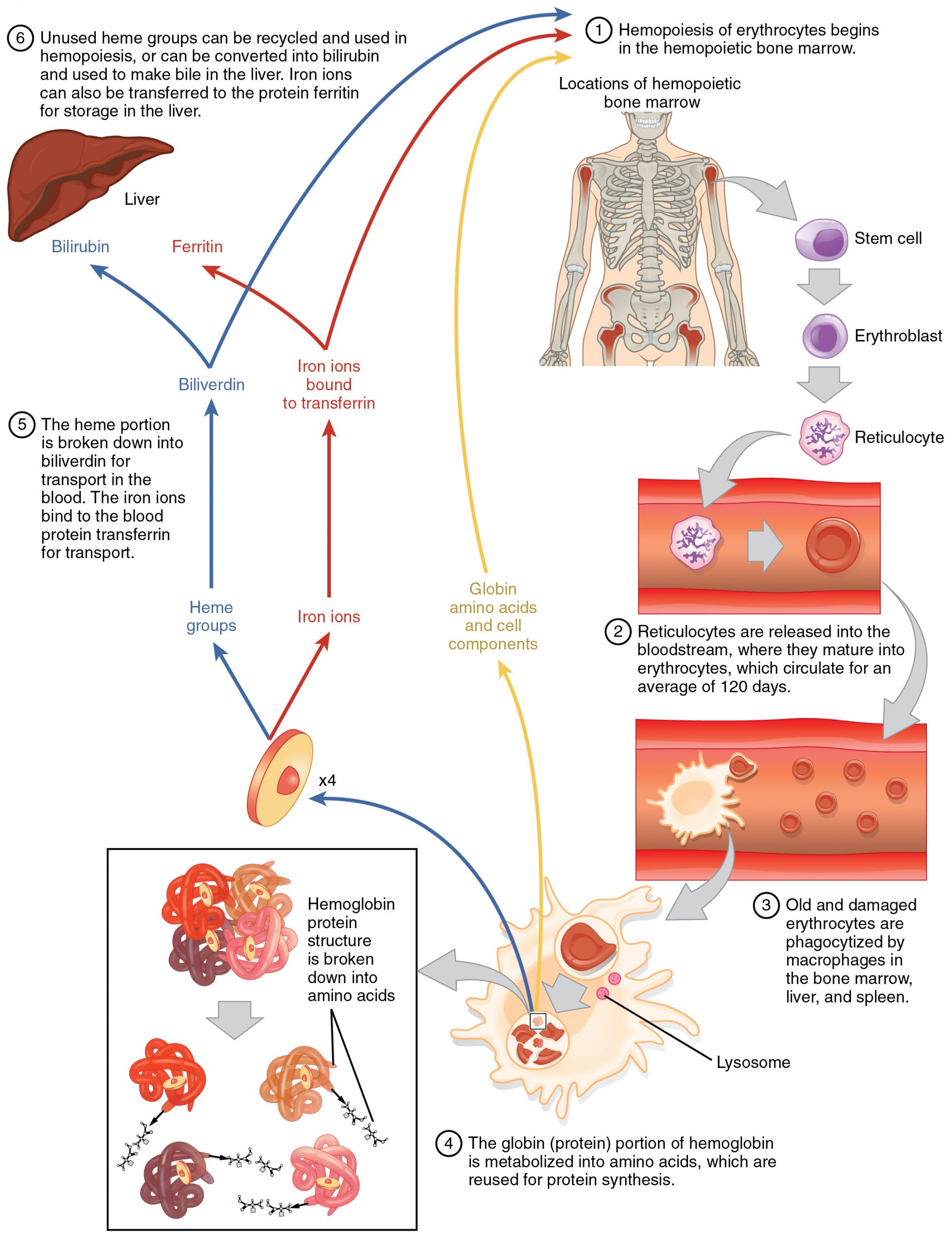 This flow chart shows the life cycle of a red blood cell. The first step is the hemopoeisis of erythrocytes in the bone marrow. Further steps in this diagram show the passage of erythrocytes through the blood stream, the breakdown of heme protein, and liver function.