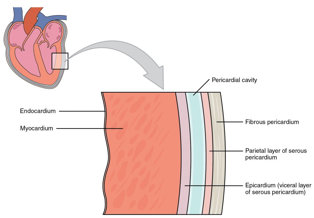 chapter-19-the-cardiovascular-system-the-heart-anatomy-and