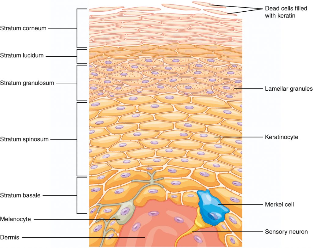 Drawing showing layers of epidermis