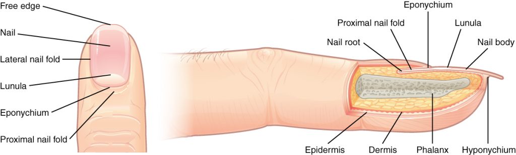 Drawing of nail structures with labels