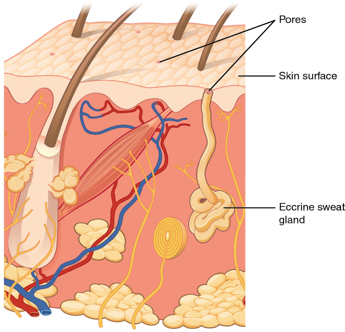 Eccrine sweat gland drawing within skin
