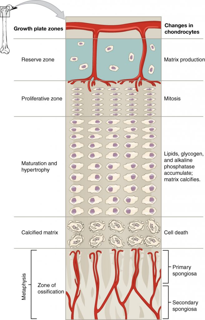 Chapter 6 Bone Tissue and the Skeletal System – Anatomy and Physiology ...