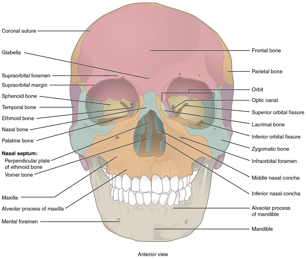 Bones of the Skull Anatomy - Jacksonville Orthopaedic Institute