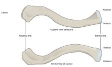 Chapter 8 The Appendicular Skeleton – Anatomy and Physiology Laboratory ...