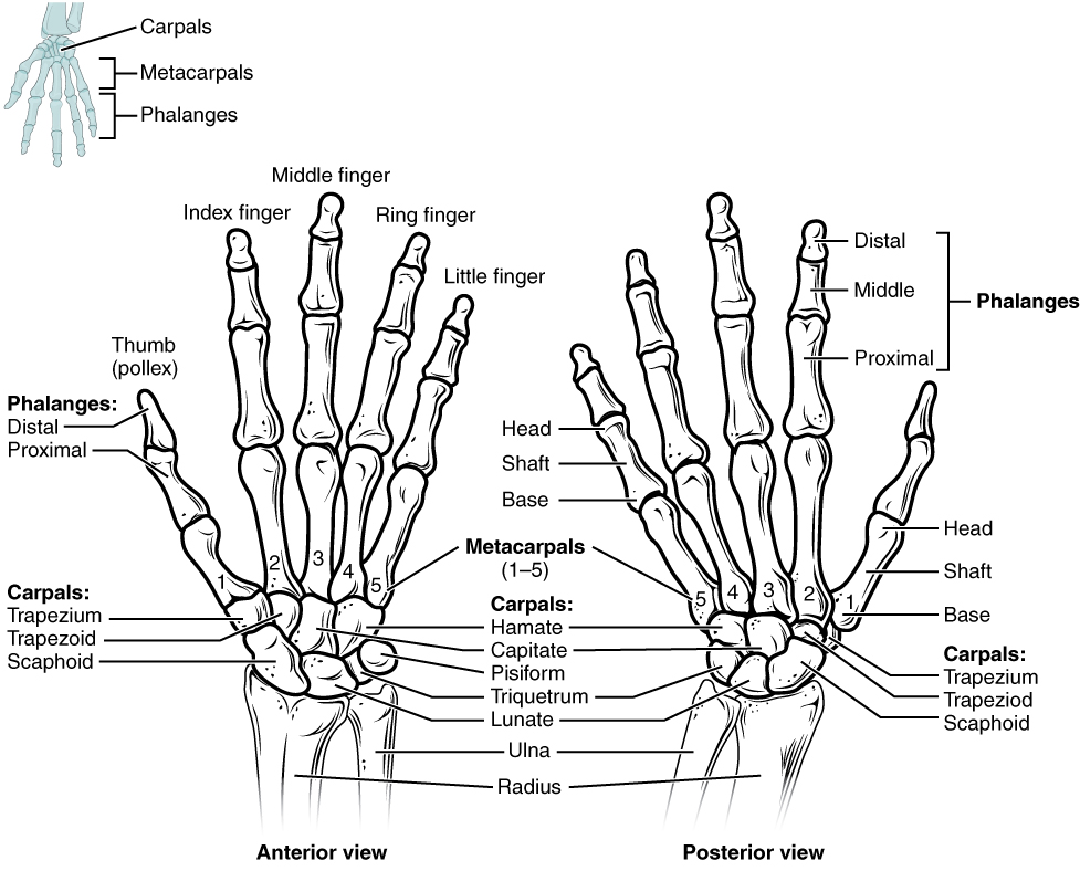 right anterior hand bones