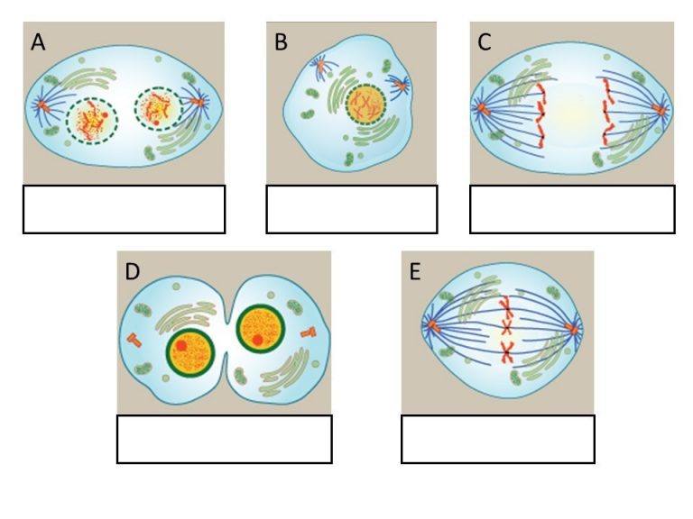 Chapter 3 The Cellular Level Of Organization – Anatomy And Physiology ...