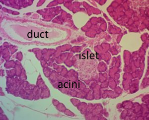 Micrograph of pancreas labeled to show duct, islet and acini.