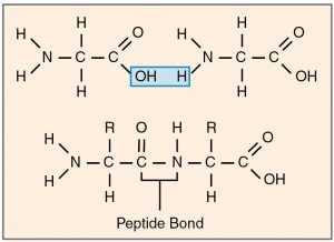 Dehydration synthesis of protein from amino acids