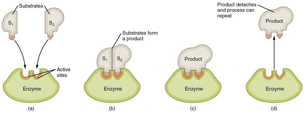 Enzyme activity model