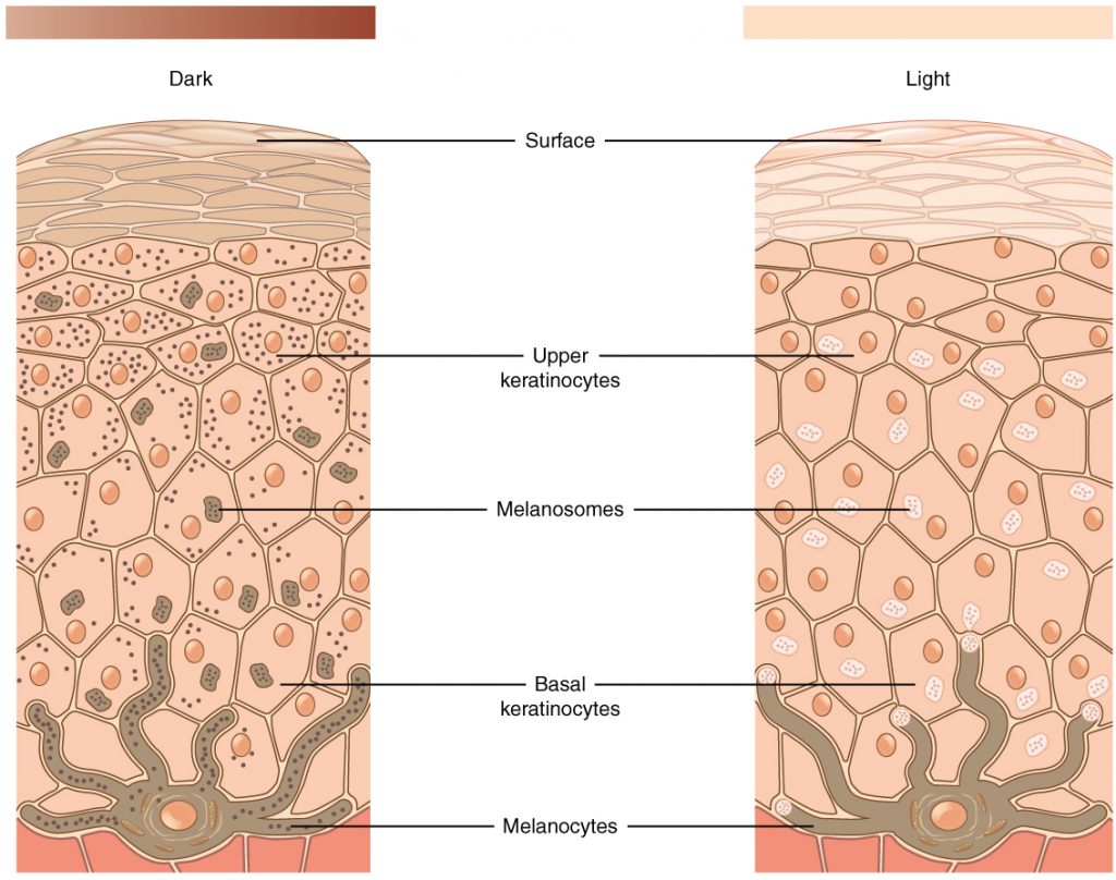 Drawing of skin melanocytes that produce melanin