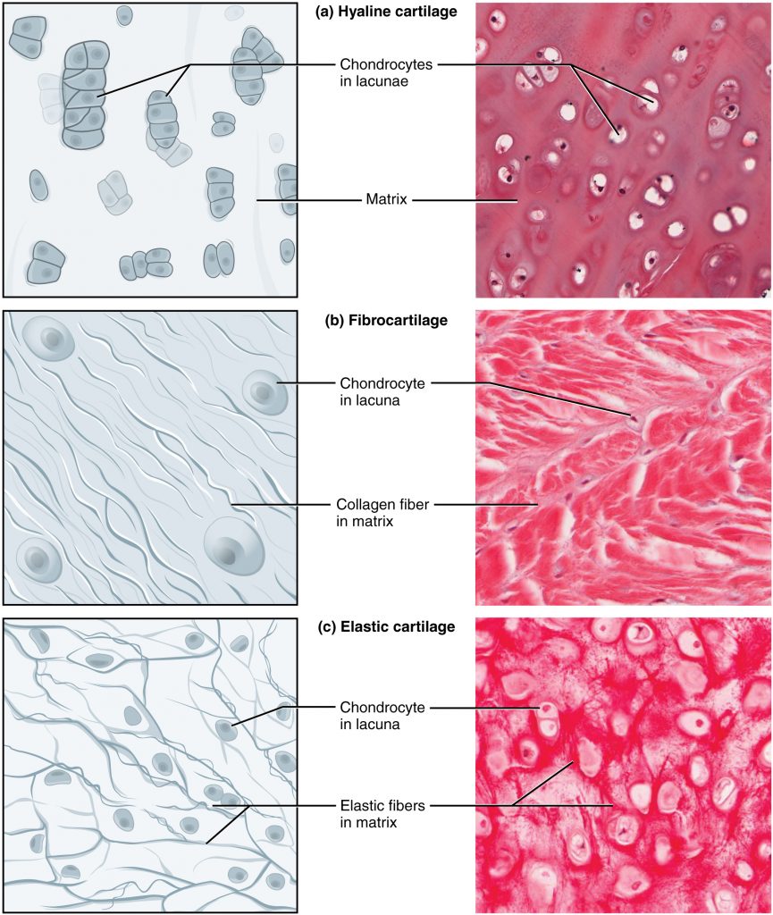Cartilage tissue shows chondrocytes.