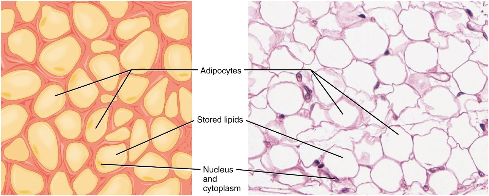Tissue showing droplet of fat in adipocyte.