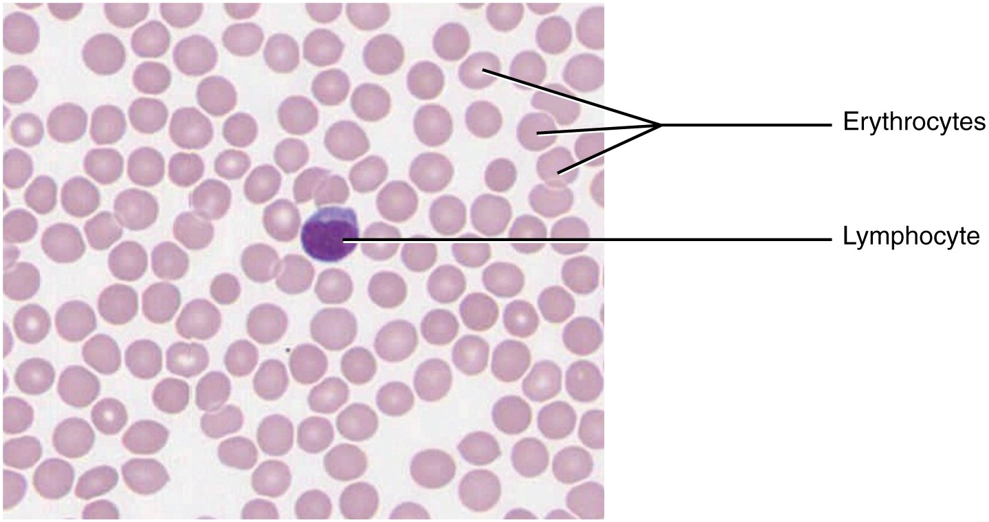 Blood film showing fluid connective tissue.