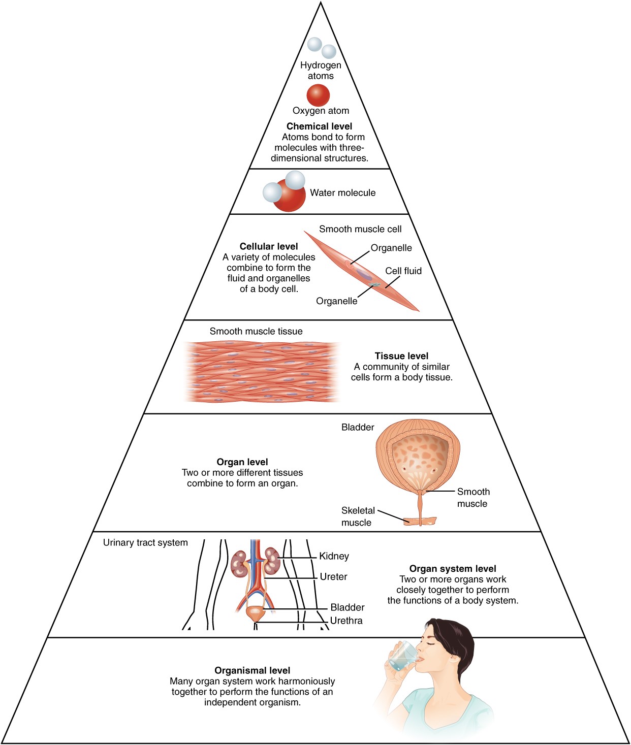 Pyramid showing the levels of organization from atoms to molecules to cells to tissues to organs to systems to organism.
