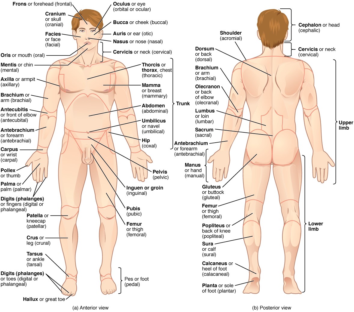Anterior and posterior view of male anatomy with labels showing different anatomical regional terms