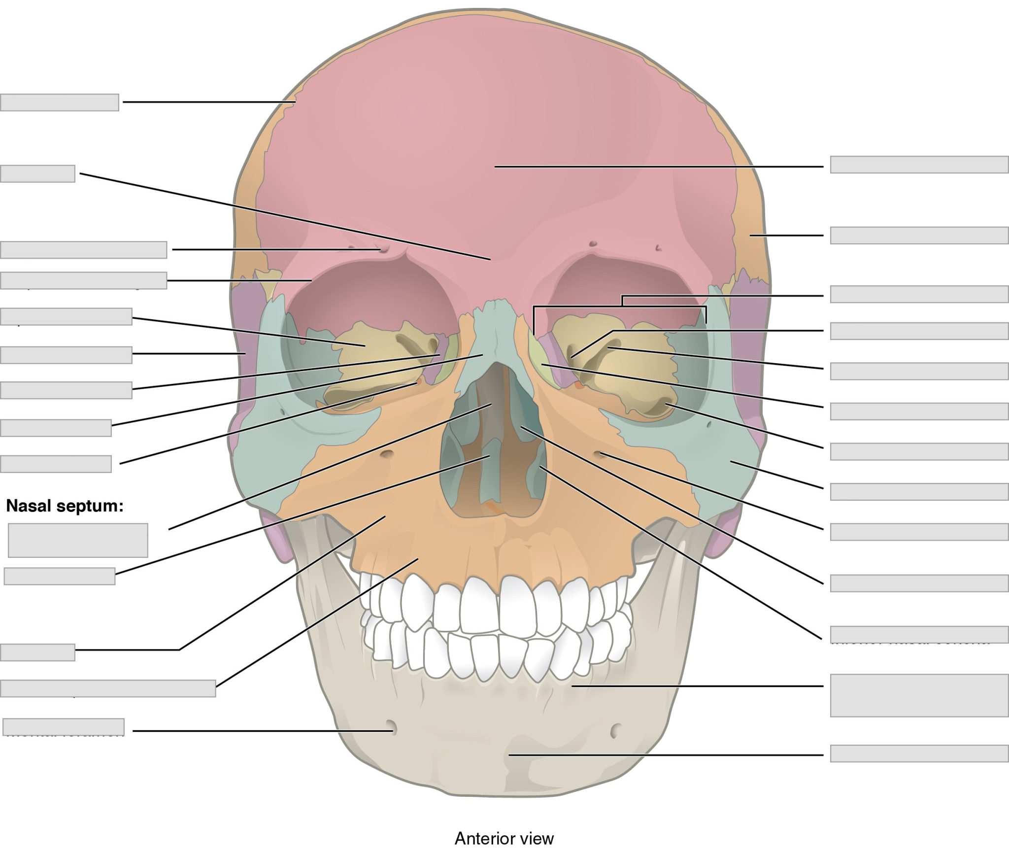 Chapter 7 Axial Skeleton – Anatomy and Physiology Laboratory Manual for ...