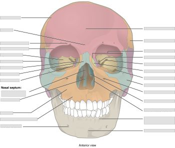 Chapter 7 Axial Skeleton – Anatomy and Physiology Laboratory Manual for ...