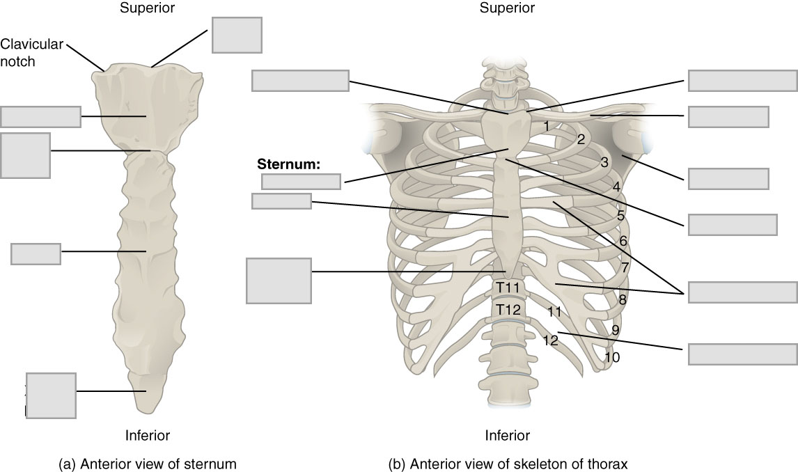Chapter 7 Axial Skeleton Anatomy and Physiology Laboratory Manual for