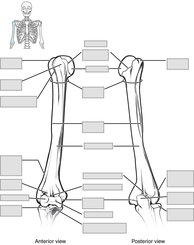 Diagram Of Right Pectoral Girdle And Upper Arm, Class 11