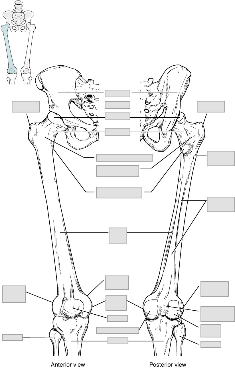 The pelvic girdle. (a) Lateral view of the right side to show the