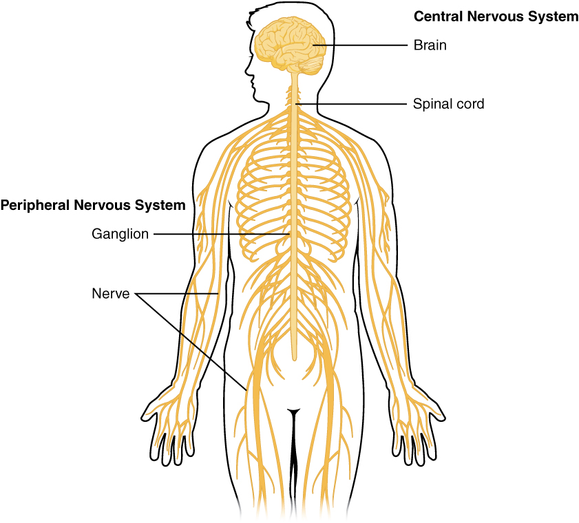 Drawing of the main anatomical parts of the nervous system