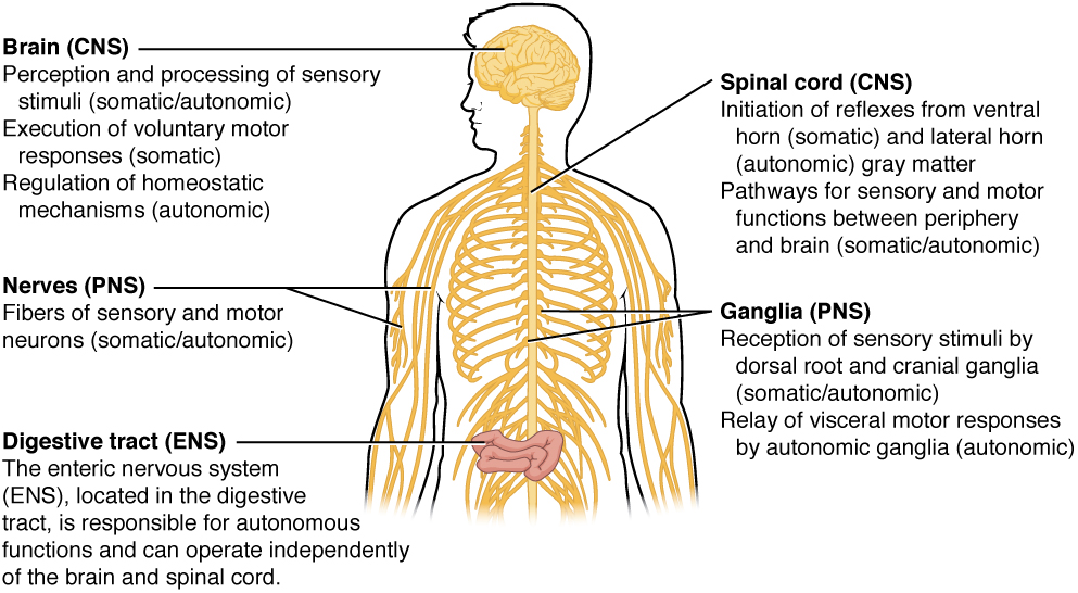 Drawing that shows the functional regions of the nervous system
