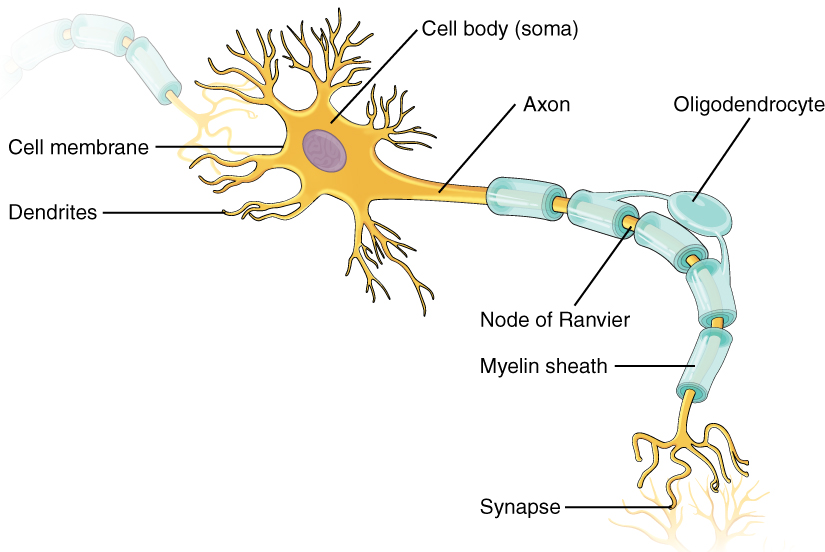 Drawign of a multipolar neuron with labels of cell parts